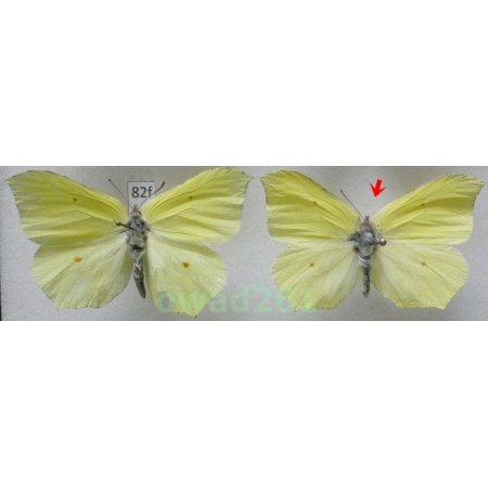 Gonepteryx rhamni (Linnaeus, 1758) 2xmale Poland82f